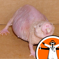 The Naked Mole Rat