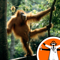 Cambridge Cafe Scientifique - Ape Research in Indonesia