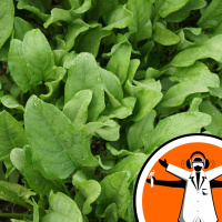 Bionic plant sensors