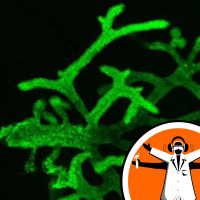 How do tissues grow?