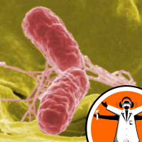 GM Salmonella shrinks cancers