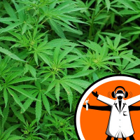 Cannabis and False Memories