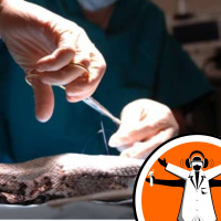 Animal Pathology - National Pathology Week 2010