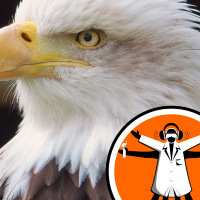 Eagle killer identified