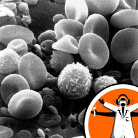 Why stress causes heart attacks