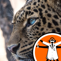 Big carnivores disappear from panda reserves