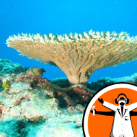 The corals that matter most on the Great Barrier Reef