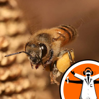 Neonics linked to honeybee decline