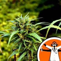 Creating cannabis chemicals in yeast