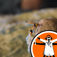 Wasp nests help date ancient aboriginal art