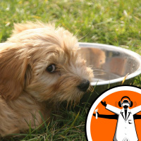 Why Do Dogs Slurp So Sloppily?