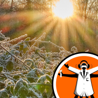 Why dont plants freeze to death in Winter?