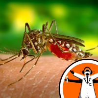Dieting mosquitoes prevent disease