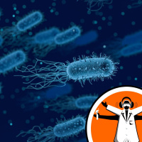 Bacteria not slowed by obstacles