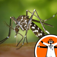 Modelling Malaria