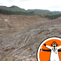 Does deforestation drive disease?