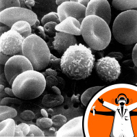 Your Immune system vs Cancer