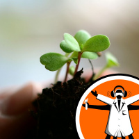 Growing roots in compacted soil