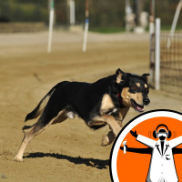 Dogs evolved with climate change not prey