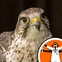 How dinosaur arms turned into bird wings