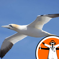 Seabirds Chase Ships for Food