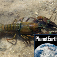 Invasive signal crayfish, shags, night-shining clouds