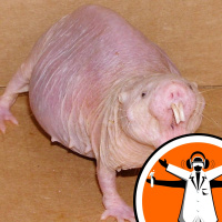 British Science Festival 2013: Ugly Animal Preservation Society