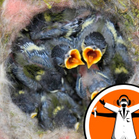 Baby-like skulls are key to bird success