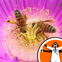 Whats killing the bees?