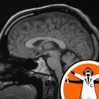 Brains: the bigger the better?