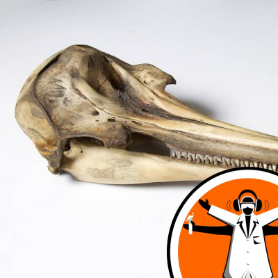 Naked Scientists Special Editions Podcast