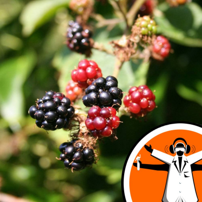 Naked Scientists Special Editions Podcast