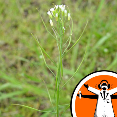 Naked Scientists Special Editions Podcast