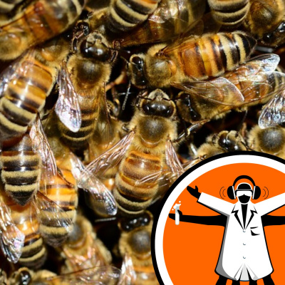 Naked Scientists Special Editions Podcast