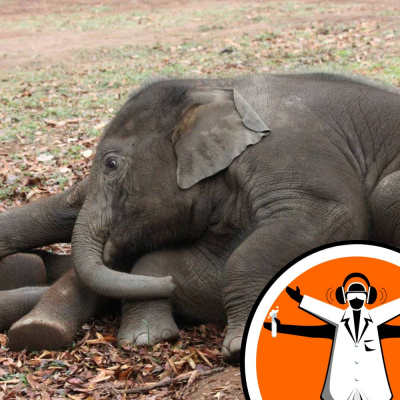 Naked Scientists Special Editions Podcast