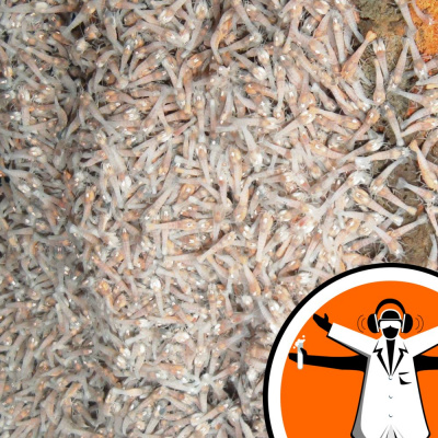 Naked Scientists Special Editions Podcast