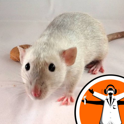 Naked Scientists Special Editions Podcast