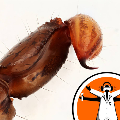 Naked Scientists Special Editions Podcast