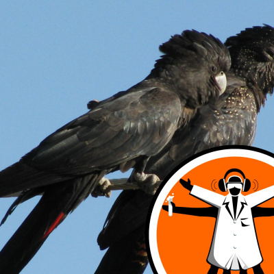 Naked Scientists Special Editions Podcast