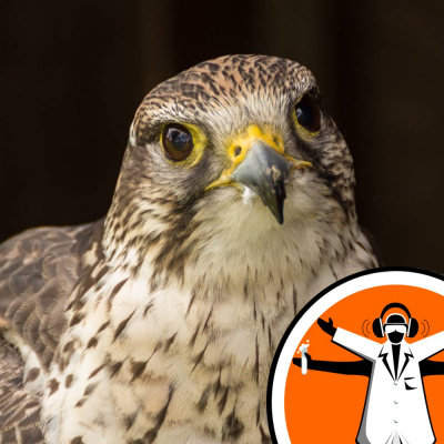 Naked Scientists Special Editions Podcast