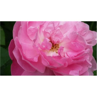 DIVINE MEDICINE for the HEART and SOUL