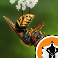 Naked Scientists NewsFLASH 10.08.09 - Malaria, Orchids, Hornets and Coral