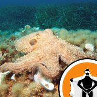 Naked Scientists NewsFLASH 15.03.10 - Mind Reading and Moody Octopodes