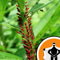 Naked Scientists NewsFLASH 14.09.09 - Prostate Cancer and Plant Pathogens