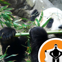 Naked Scientists NewsFLASH 27.07.09 - Pandas in Peril