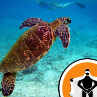 Naked Scientists NewsFLASH 13.07.09 - How the Turtle Got its Shell