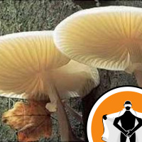 Naked Scientists NewsFLASH 10.11.08 - Carbon Capture and Forest Fungi