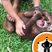 Naked Scientists NewsFLASH 08.06.09 - Chuckling Chimps and Shining Squid