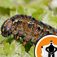 Naked Scientists NewsFLASH 09.02.09 - Crafty Caterpillars and Lost Fish