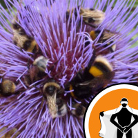 Naked Scientists NewsFLASH 29.09.08 - Blindness, Bees and Breast Milk